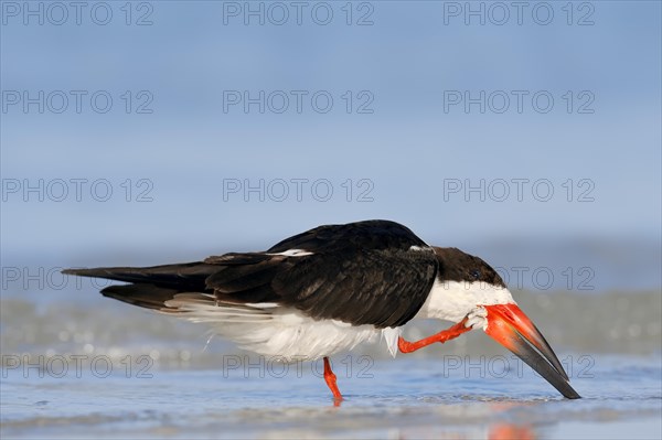 Black Skimmer (Rynchops niger) scratching itself