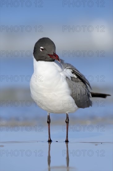 Laughing Gull (Larus atricilla)