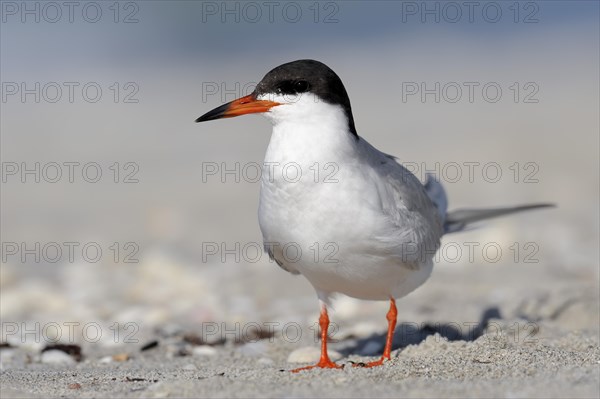 Forster's Tern (Sterna forsteri) on the beach