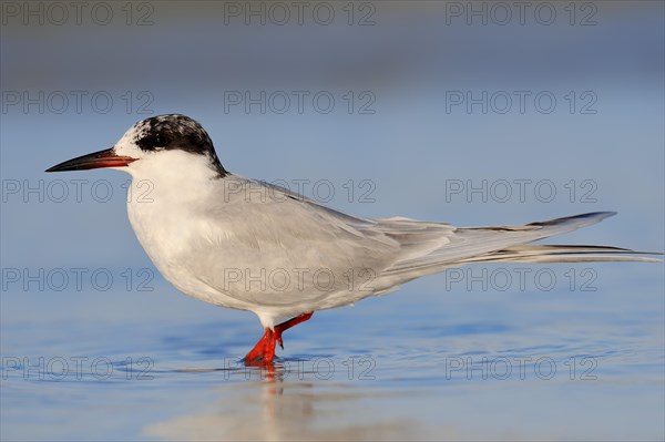 Forster's Tern (Sterna forsteri)