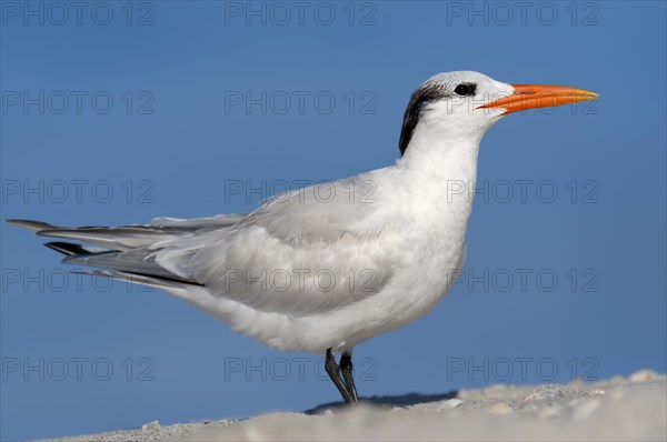 Royal Tern (Sterna maxima