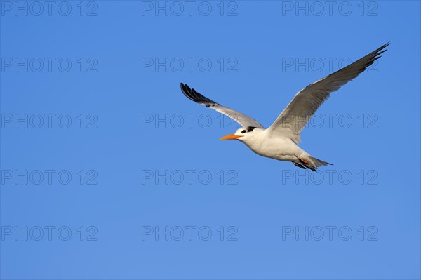 Royal Tern (Sterna maxima