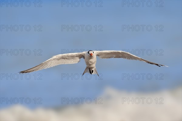 Royal Tern (Sterna maxima