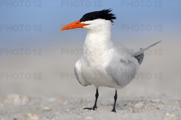 Royal Tern (Sterna maxima