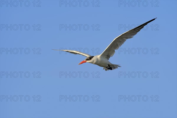 Caspian Tern (Hydroprogne caspia