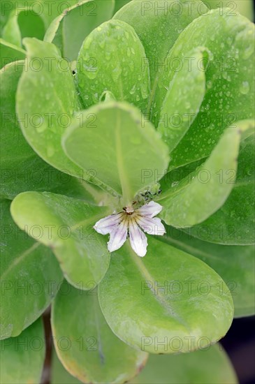 Fan-Flower