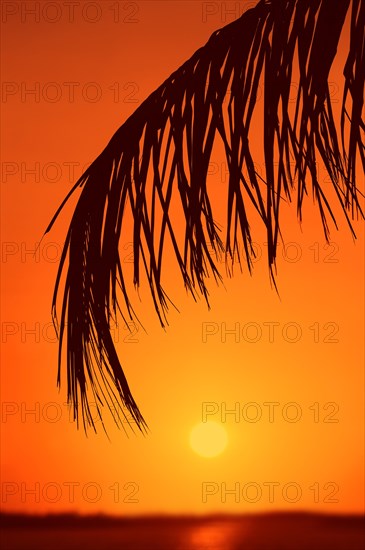 Coconut Palm (Cocos nucifera)