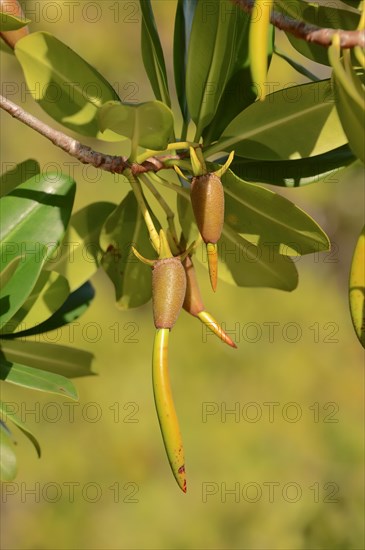 Red Mangrove (Rhizophora mangle)