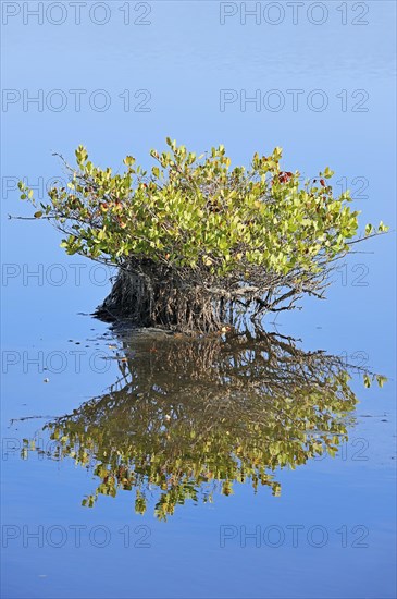 Red Mangrove (Rhizophora mangle)