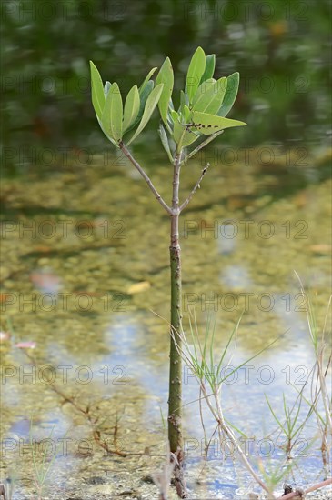 Red Mangrove (Rhizophora mangle)