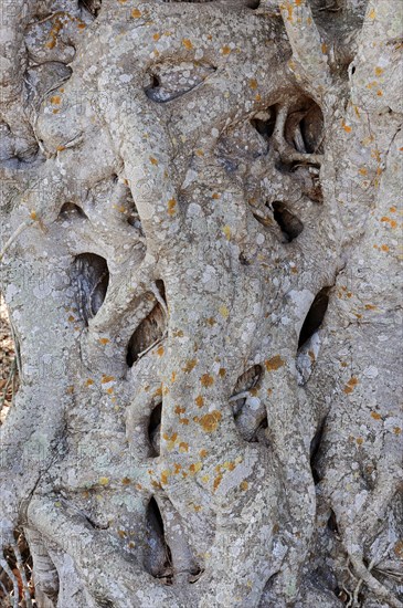 Florida Strangler Fig or Strangler Fig (Ficus aurea)