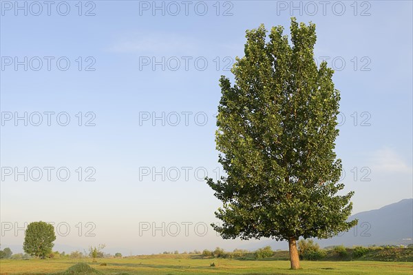 Black Poplar (Populus nigra)