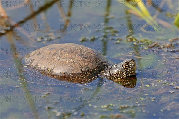 European Pond Turtle (Emys orbicularis) in the water