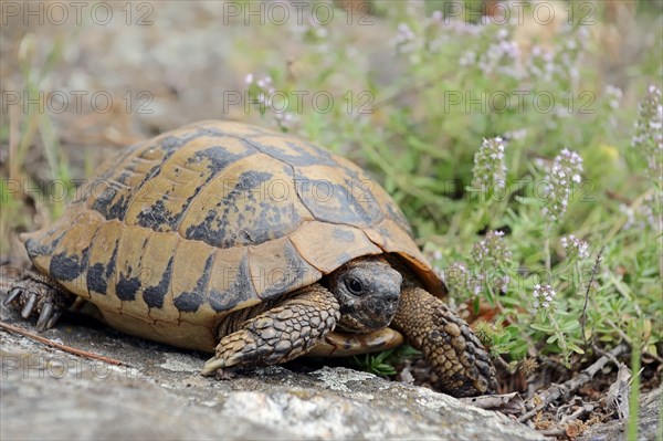 Eastern Hermann's Tortoise (Testudo hermanni boettgeri)