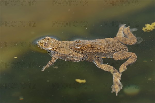 Yellow-bellied Toads (Bombina variegata scabra)