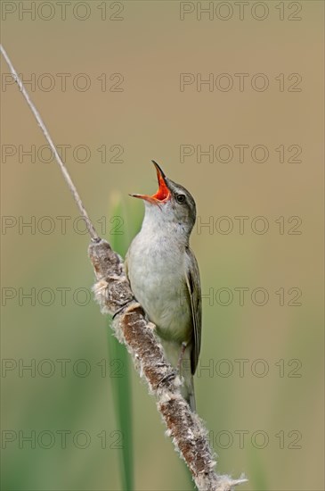 Great Reed Warbler (Acrocephalus arundinaceus)