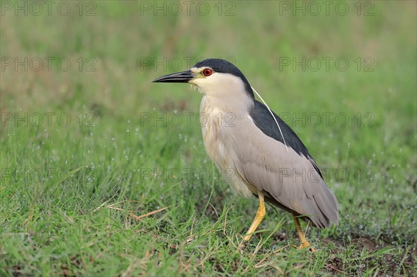 Black-crowned Night Heron (Nycticorax nycticorax)