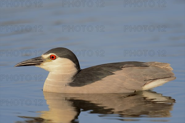 Black-crowned Night Heron (Nycticorax nycticorax)