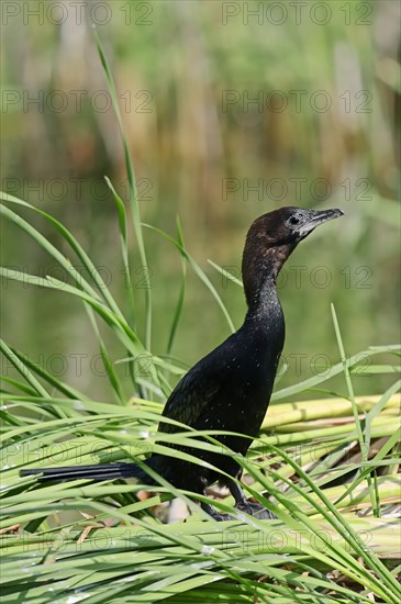 Pygmy Cormorant (Phalacrocorax pygmaeus)