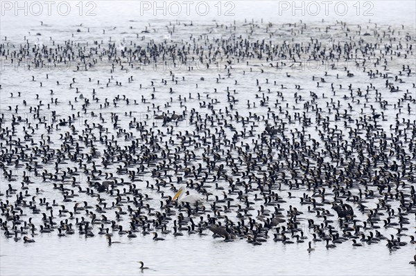 Great Cormorants (Phalacrocorax carbo) and Dalmatian Pelicans (Pelecanus crispus)