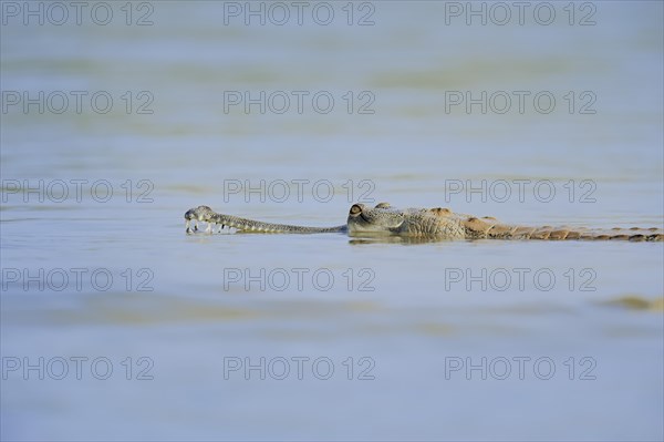 Indian Gharial