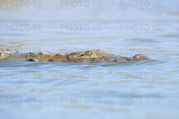 Mugger Crocodile or Indian Marsh Crocodile (Crocodylus palustris) swimming in water