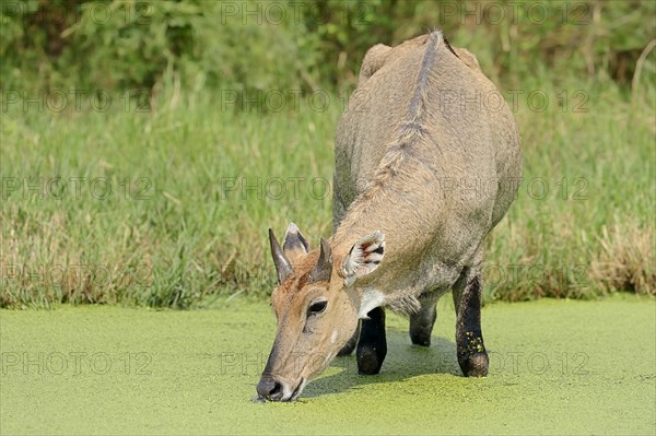 Nilgai or Nilgau antelope (Boselaphus tragocamelus)