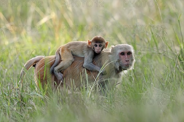 Rhesus Macaque or Rhesus Monkey (Macaca mulatta)