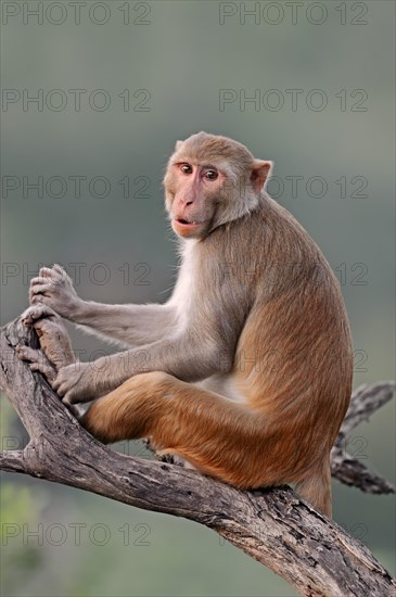 Rhesus Macaque or Rhesus Monkey (Macaca mulatta)