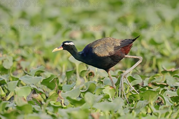 Bronze-winged Jacana (Metopidius indicus)