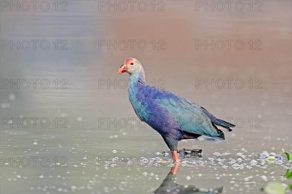 Purple Swamphen or Purple Gallinule (Porphyrio porphyro poliocephalus)