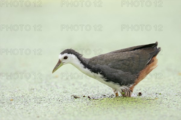 White-breasted Waterhen (Amaurornis phoenicurus