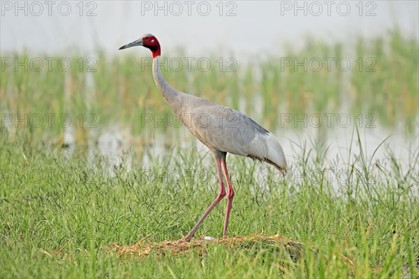 Sarus Crane (Grus antigone) at the nest