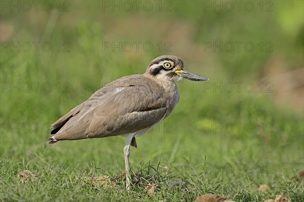 Great Stone-curlew or Great Thick-knee (Esacus recurvirostris