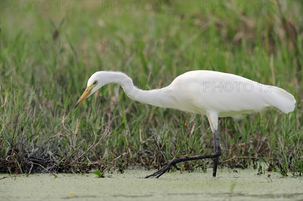 Yellow-billed Egret or Intermediate Egret (Egretta intermedia