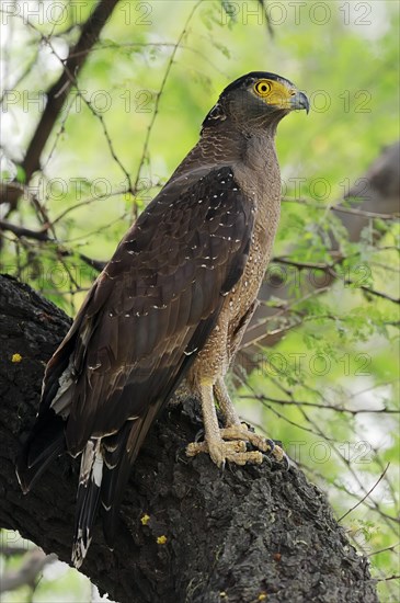 Crested Serpent Eagle (Spilornis cheela)