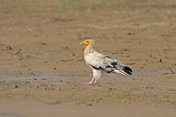 Egyptian Vulture