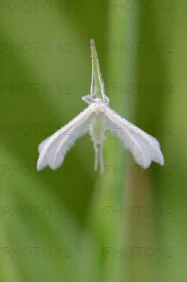 White Plume Moth (Pterophorus pentadactyla)