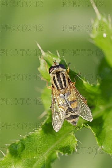 Common Hoverfly (Helophilus pendulus)