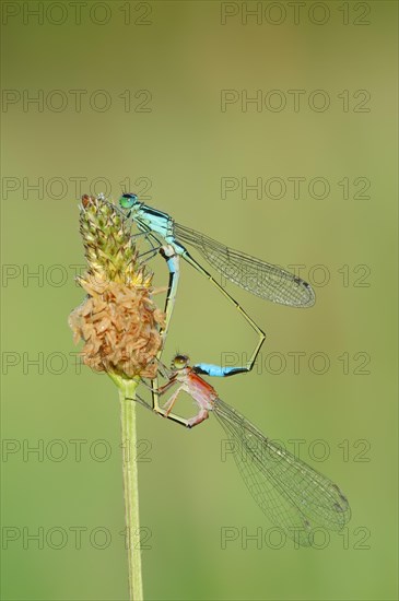 Blue-tailed Damselfly (Ischnura elegans)