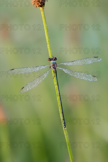 Willow Emerald Damselfly (Lestes viridis)