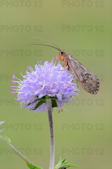 Caddis Fly (Halesus tesselatus) on the flower of a Devil's-bit Scabious (Succisa pratensis)