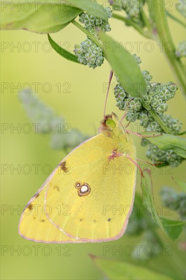 Dark Clouded Yellow (Colias croceus)