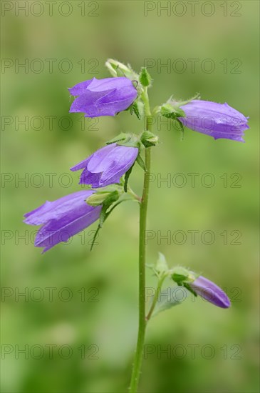 Nettle-leaved Bellflower (Campanula trachelium)