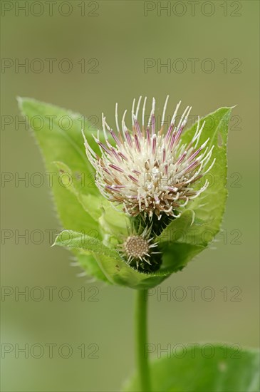 Cabbage Thistle (Cirsium oleraceum)