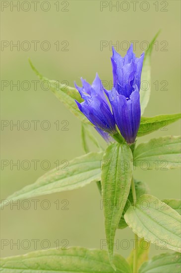 Willow Gentian (Gentiana asclepiadea)