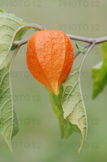 Bladder Cherry or Chinese Lantern (Physalis franchetii