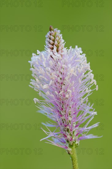 Hoary Plantain (Plantago media)