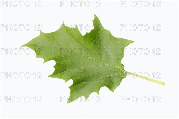 Jimson Weed or Datura (Datura stramonium)