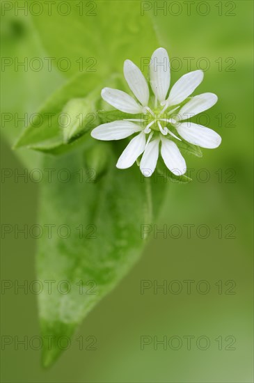 Giant Chickweed (Stellaria aquatica